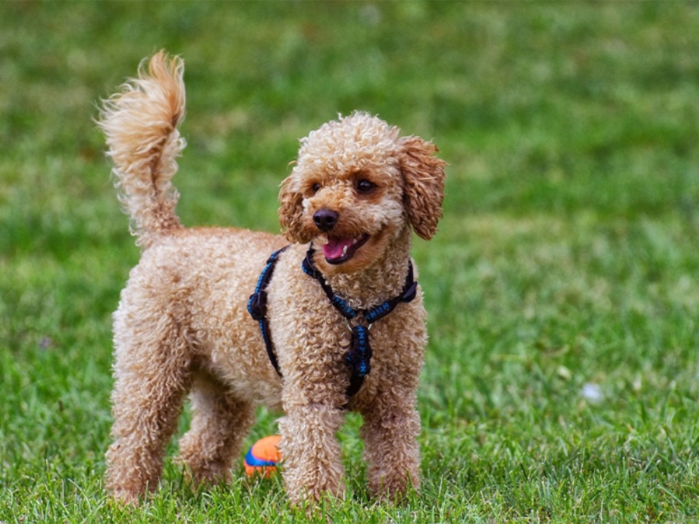 lk Defa Kpek Sahibi Olacaklar in Mkemmel Bir Tercih Poodle...